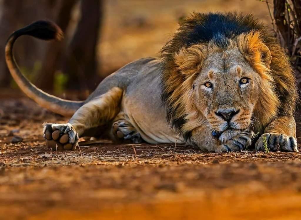 Sasan Gir